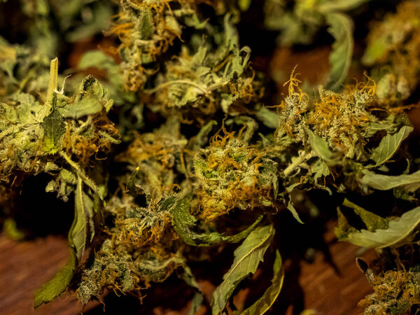 Abstract macro detail of cannabis bud from "rockstar kush" marijuana strain with visible hairs and trichomes