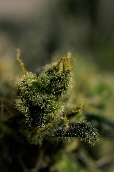 Πολύχρωμο Κάνναβη Grow Πολύχρωμα Ιατρική Μαριχουάνα Μπουμπούκια Γκρο Πλαν Μαριχουάνα — Φωτογραφία Αρχείου