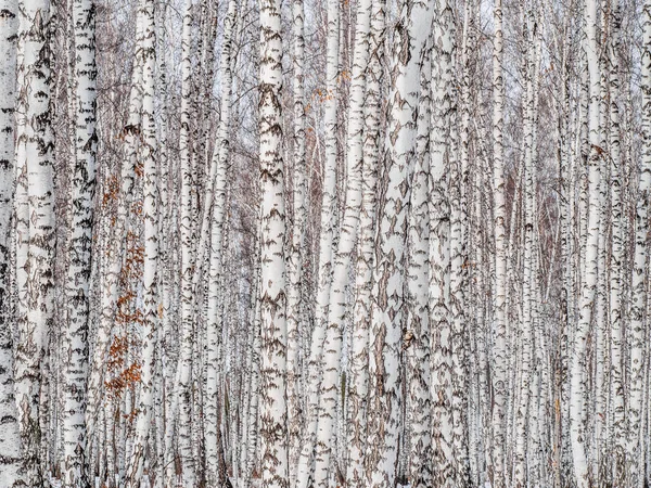 Bouleau Forêt Gros Plan Mur Troncs Bouleau Fond Texturel Pour — Photo