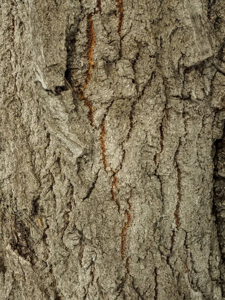 Madera Corteza Álamo Textura Macro Disparo Fondo Natural Árboles Bosque — Foto de Stock