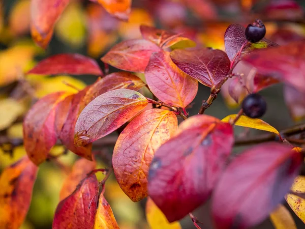 Herfst Buiten Kleurenafbeelding Van Rode Gele Groene Bladeren Met Zwarte — Stockfoto