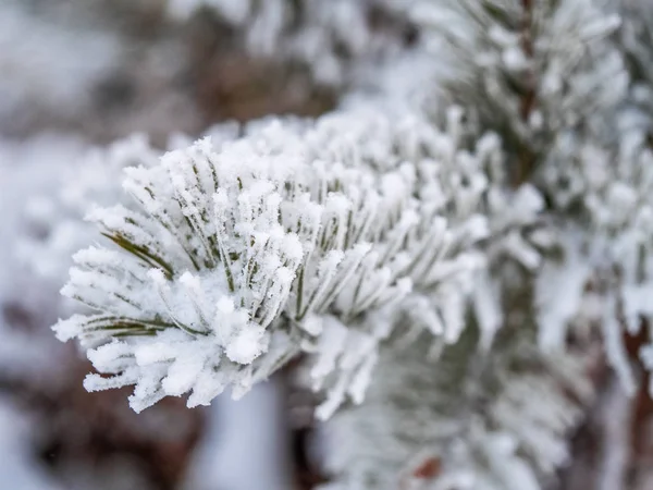 クリスマス ツリーのマクロ写真は 最初のきれいな雪で覆われています モミの木クローズ アップの針葉樹の枝 背景の冬の風景 フィールドの浅い深さ 新年カード — ストック写真