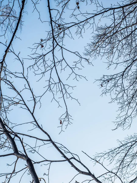 Branches Forestières Hiver Contre Ciel Bleu Silhouette Nue Arbre Sur — Photo