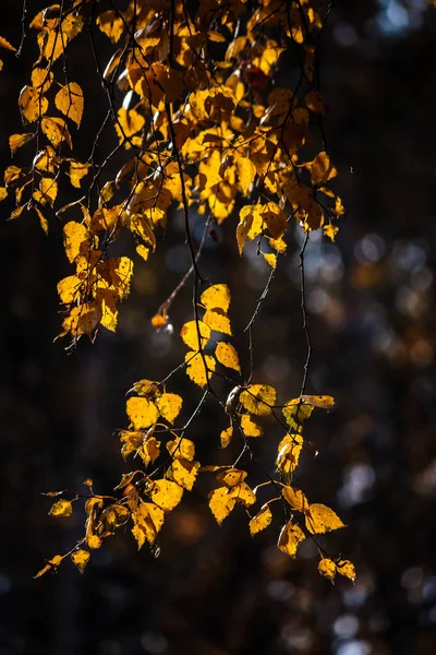 Bouleau Jaune Feuille Automne Sur Fond Sombre Avec Contre Jour — Photo