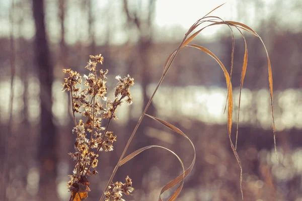 Beaucoup Fleurs Prairie Sèche Plantes Dans Neige Champ Prairie Hiver — Photo