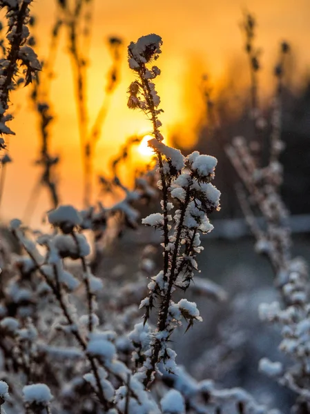 Getrockneter Strauch Winter Aus Nächster Nähe Makroaufnahme Einer Erloschenen Pflanze — Stockfoto