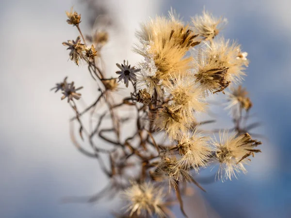 Muitas Plantas Flores Prado Secas Neve Campo Prado Inverno Natureza — Fotografia de Stock