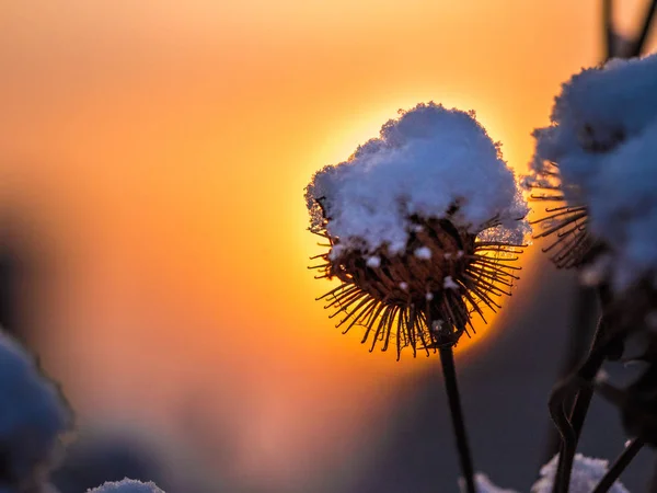 Arbusto Seco Invierno Cerca Foto Macro Una Planta Extinguida Otoño — Foto de Stock