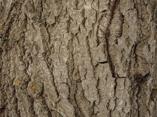 Populier Schors Houtstructuur Macro Opnamen Van Natuurlijke Achtergrond Close Van — Stockfoto