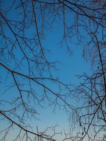 Lesní Větve Zimě Proti Modré Obloze Nahá Silueta Strom Pozadí — Stock fotografie