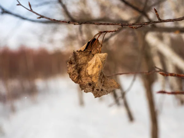 Verdorde Blad Het Verdorde Blad Alleen Werd Gelaten Boom Herfst — Stockfoto