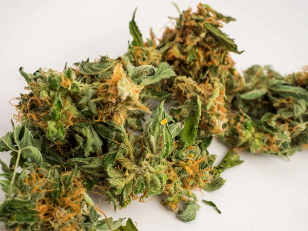 Frisch Getrimmte Knospe Medizinisches Marihuana — Stockfoto