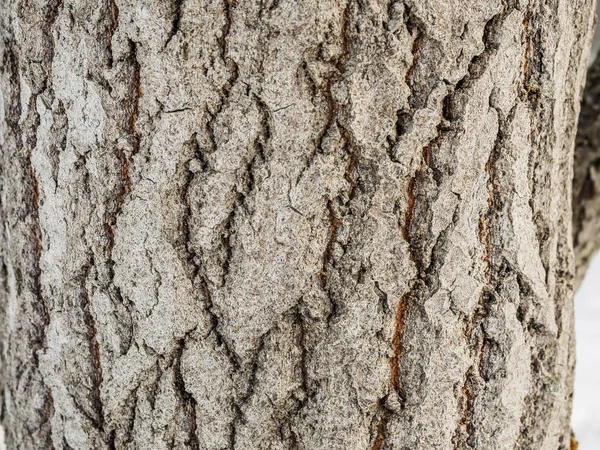 Kavak Kabuk Ahşap Doku Makro Doğal Arka Planını Çekim Ormandaki — Stok fotoğraf