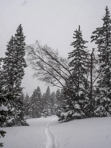 Snöiga Skogen Vinterlandskap Högt Bergen Snöfall Och Dålig Sikt Dåliga — Stockfoto