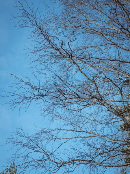 Větve Stromu Proti Modré Obloze Bříza Větev Bez Listí Zimě — Stock fotografie
