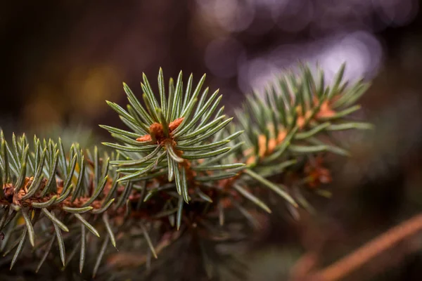 Evergreen Branches Blue Spruce Shallow Depth Field Beautiful Bokeh Background — Stock Photo, Image