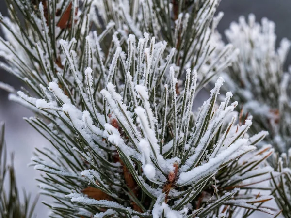Μακροεντολή Φωτογραφία Ενός Χριστουγεννιάτικου Δέντρου Που Καλύπτεται Πρώτα Χιόνια Καθαρό — Φωτογραφία Αρχείου