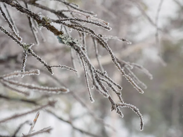 Den Första Frosten Ett Träd Vintern Täckta Med Snö Träd — Stockfoto