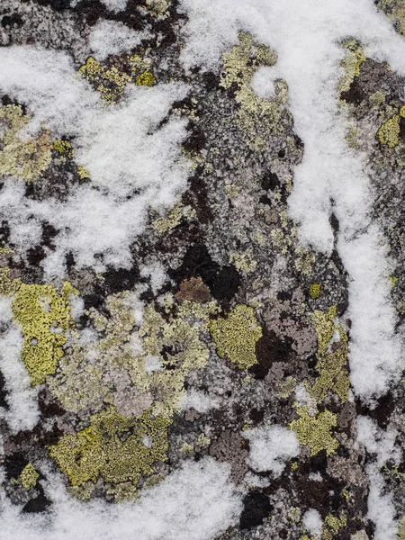 Лишайник Зимой Покрыт Снегом Валуны Вершинах Гор Зеленым Мхом Текстура — стоковое фото