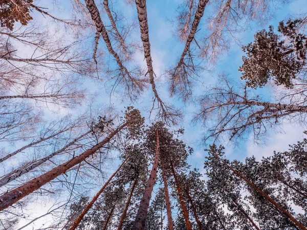 Árvores Contra Céu Azul Vidoeiro Sem Folhas Pinheiro Com Agulhas — Fotografia de Stock
