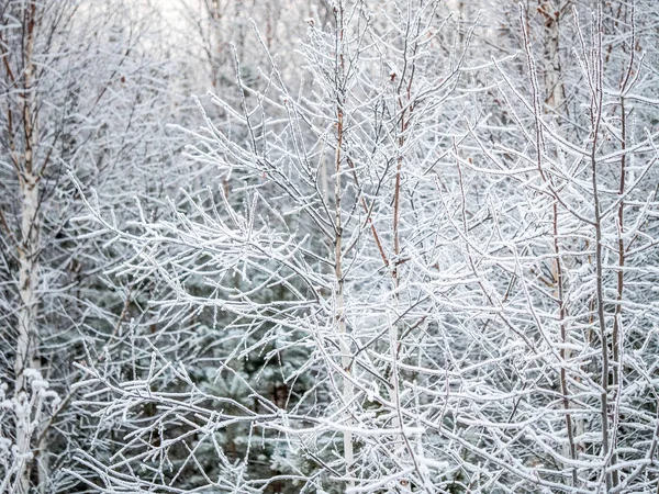 Ramas Árboles Invierno Enyesadas Con Nieve Blanca Pura Abedul Bosque — Foto de Stock