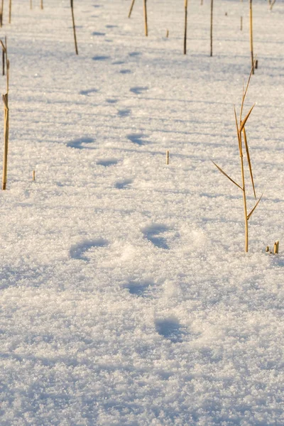 Traces of a hare in the snow. hunting season is open. search for prey hunter on the trail. tracing animals in the winter on the tracks in the snow — Stock Image Traces Hare Snow Hunting Season Open Search Prey Hunter Trail Stock Photo