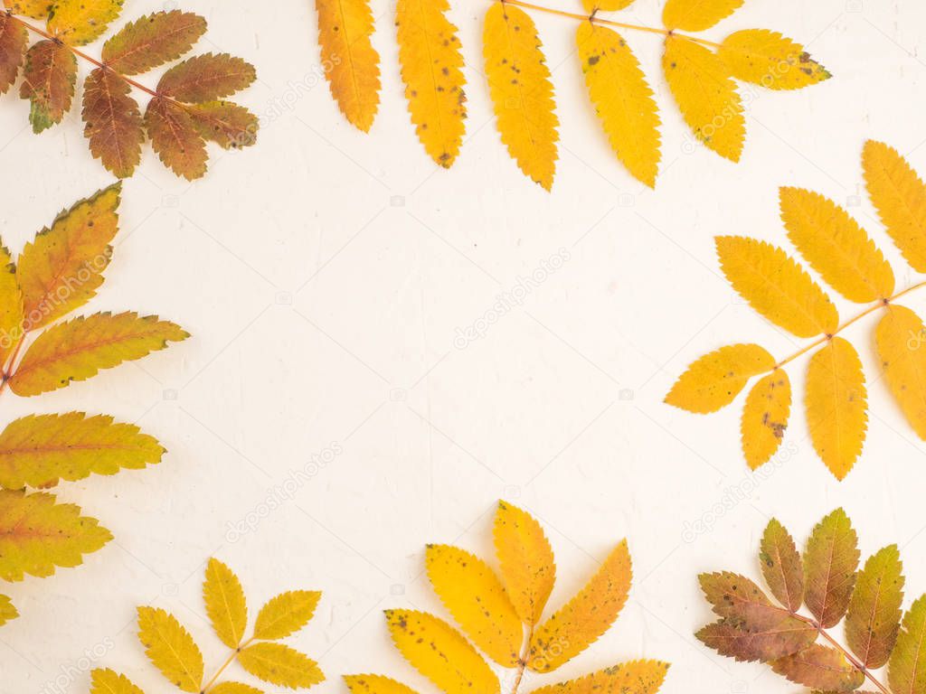 Autumn falling leaves Rowan isolated on white background. beautiful colorful autumn leaves.