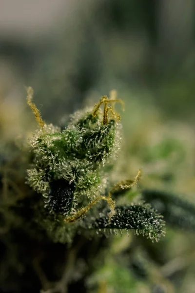 Πολύχρωμο Κάνναβη Grow Πολύχρωμα Ιατρική Μαριχουάνα Μπουμπούκια Γκρο Πλαν Μαριχουάνα — Φωτογραφία Αρχείου