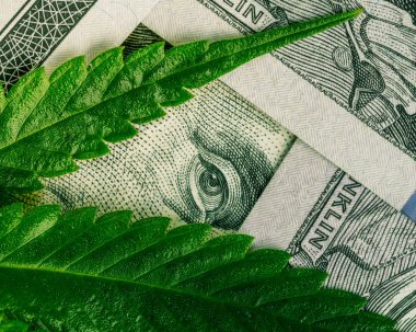 Gelir ve karlar tıbbi esrar büyüyen alanını artırın. Nakit yüz dolar faturaları esrar yaprak. 