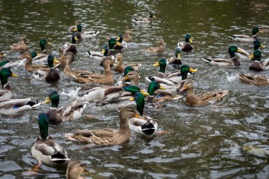 Bir rahat şehir park su birikintisi içinde pek çok ördekler. Yüzmek ve şehrin sakinleri yemek