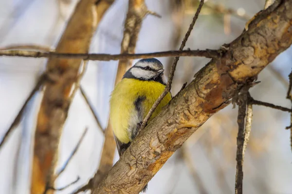 Tit Mare Ramură Pădurea Primăvară Vară Pasăre Albastru Titmouse Stând — Fotografie, imagine de stoc