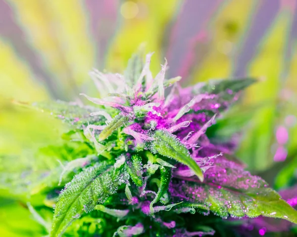 温室中的医用大麻植物 全光谱灯 大麻芽背景 毛状体 在加拿大 美国和世界各地的合法化 — 图库照片