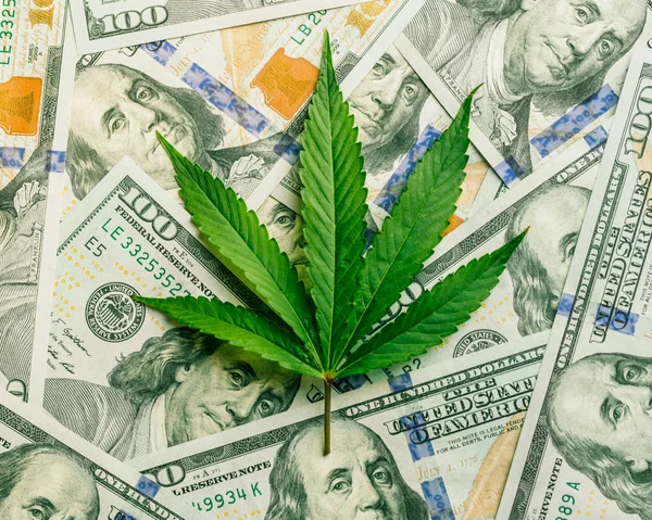 Increase Revenue Profits Field Growing Medical Cannabis Leaf Marijuana Cash — Stock Photo, Image