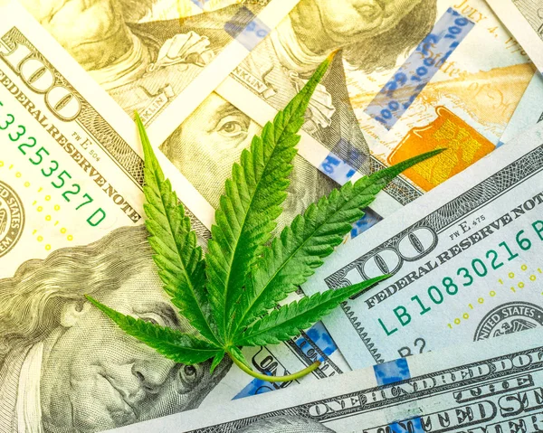 Increase Revenue Profits Field Growing Medical Cannabis Leaf Marijuana Cash — Stock Photo, Image