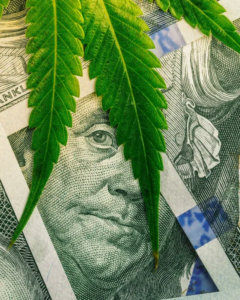 Increase Revenue Profits Field Growing Medical Cannabis Leaf Marijuana Cash — Stock Photo, Image