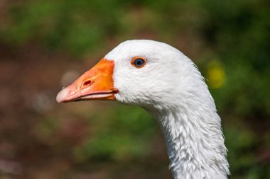 Yakın çekim beyaz kaz Başkanı. 