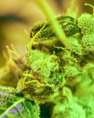 Yakın çekim ayrıntı esrar, trichomes ve yaprakları geç çiçekli sahnede. Bud esrar uyuşturucu, yüksek çözünürlüklü. Kristal yapıları yapraklar ve tomurcukları.