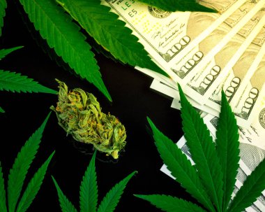 Bud esrar ve taze esrar bir dolar siyah arka plan üzerine bırakır. yüksek kar. Amerika ve Kanada tıbbi marihuana yasallaştırma kavramı.