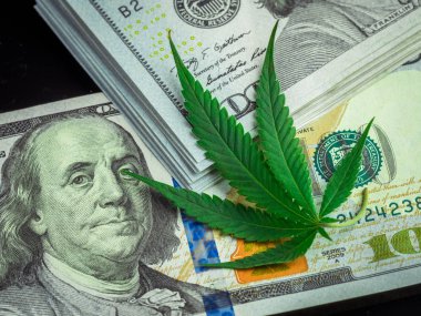 Esrar ve taze esrar bir siyah arka plan üzerine bırakır. Dolar ve yüksek kar. Amerika ve Kanada tıbbi marihuana yasallaştırma kavramı.