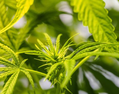Sezon bitki büyüyen bitki örtüsü. Çiçekli ve ilk trichomes oluşumu çok başında. tıbbi esrar.