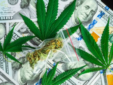 Çanta esrar ve taze esrar bir dolar arka plan üzerinde bırakır. yüksek kar. Amerika ve Kanada tıbbi marihuana yasallaştırma kavramı.