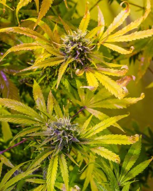 Esrar operasyonu büyümek. Çiçek tomurcukları, kenevir bitki. Kapalı ot hasat. Ticari esrar iş.