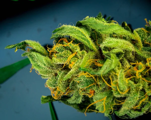 Cannabis Bud Close Zwarte Achtergrond Macro Marihuana Selectieve Aandacht Kopiëren — Stockfoto