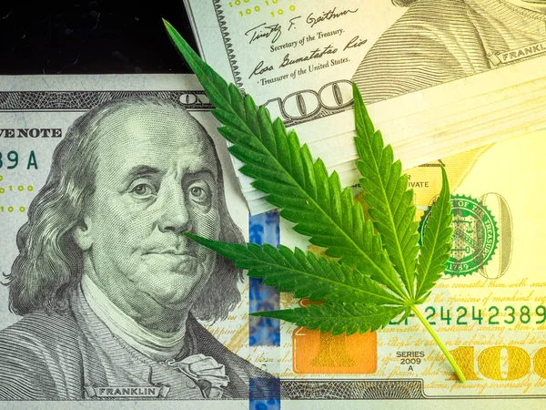 Marijuana Feuilles Cannabis Frais Sur Fond Noir Dollars Profits Élevés — Photo
