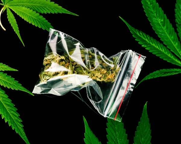 Táskák Marihuána Friss Kannabisz Elhagyja Fekete Háttér Fogalmának Legalizálása Gyógyászati — Stock Fotó