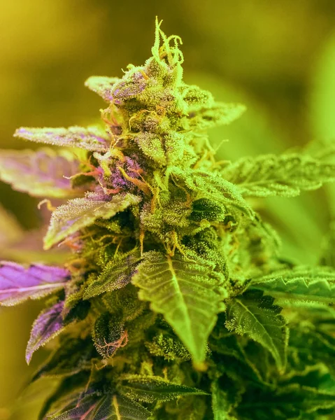 详细介绍了晚花期的大麻 毛状体和叶片 巴德大麻药物 分辨率高 叶片和芽中的结晶结构 — 图库照片