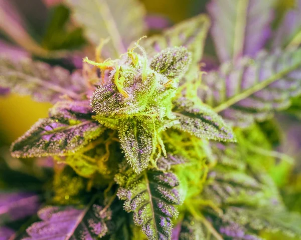 Detalhe Close Cannabis Tricomas Folhas Estágio Floração Tardia Droga Marijuana — Fotografia de Stock
