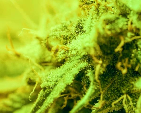 Närbild Marijuana Bud Makro Trichomes Kvinnliga Cannabis Indica Växters Blad — Stockfoto