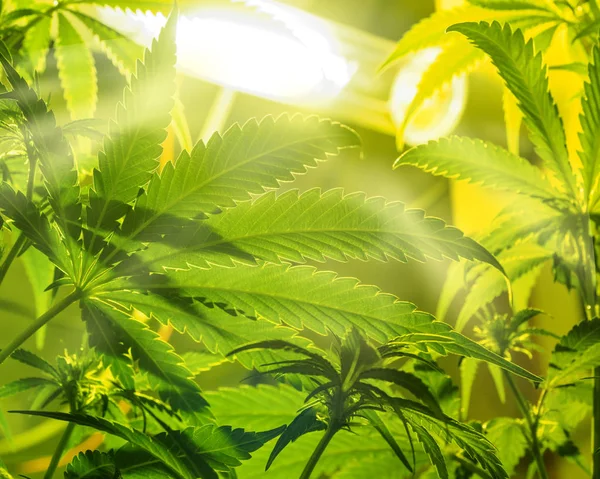 Medical Legal Cannabis Plant Lamp Marijuana Garden Indoor Grow Area — Stock Photo, Image