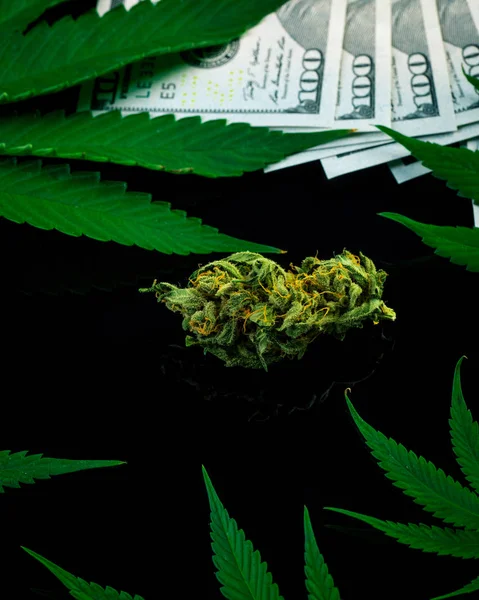 Bourgeon Marijuana Feuilles Cannabis Frais Sur Fond Noir Dollars Des — Photo